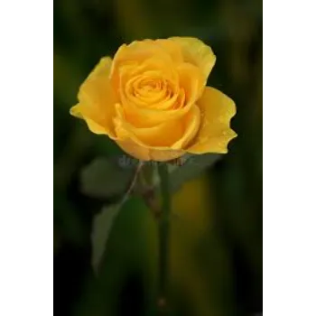 Shining Yellow Rose